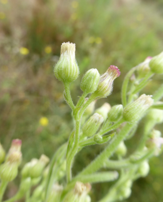 Image of tall fleabane