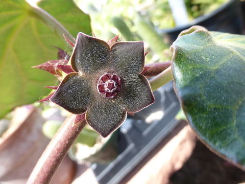 Image of Matelea cyclophylla (Standl.) R. F. Woodson