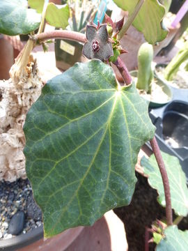 Image of Matelea cyclophylla (Standl.) R. F. Woodson