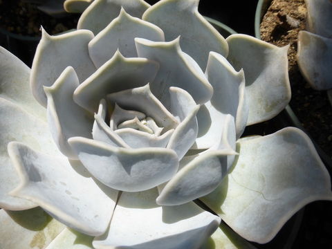 Image of Echeveria lilacina M. Kimnach & R. Moran