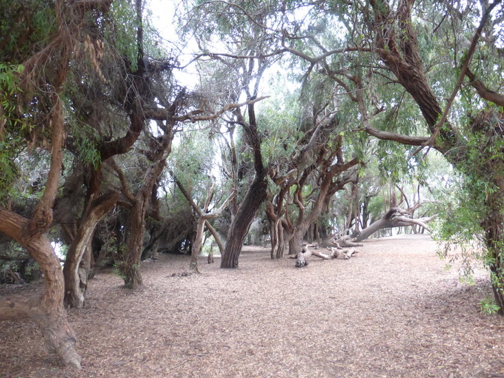 Eucalyptus sideroxylon A. Cunn. ex Woolls resmi