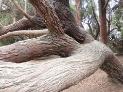 Eucalyptus sideroxylon A. Cunn. ex Woolls resmi