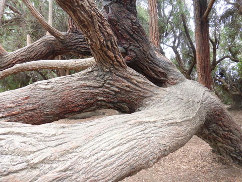 Слика од Eucalyptus sideroxylon A. Cunn. ex Woolls