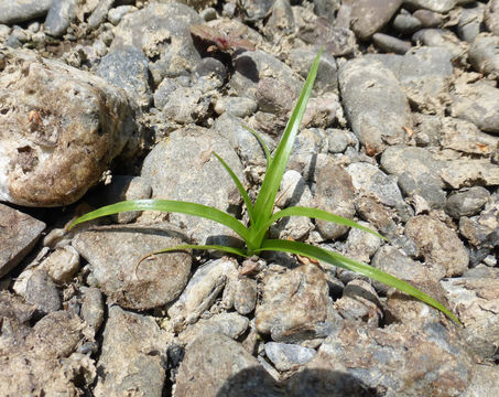 Image of Tall flatsedge