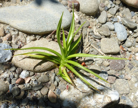 Слика од Cyperus eragrostis Lam.