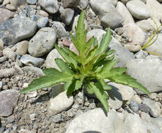 Image of Durango root