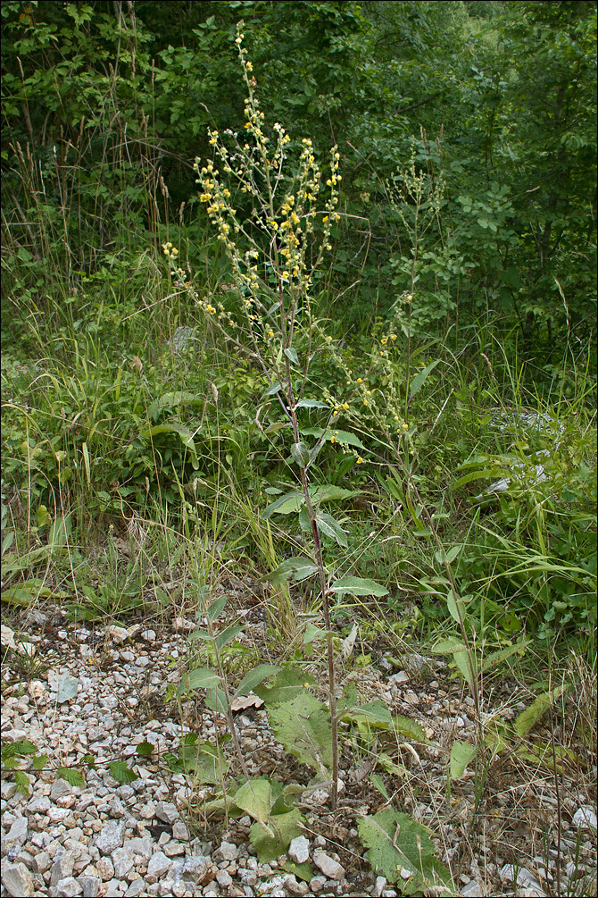 Image of nettle-leaf mullein