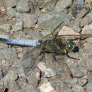 Image of Black-tailed Skimmer