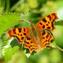 Image of Comma