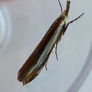 Слика од Crambus pascuella Linnaeus 1758