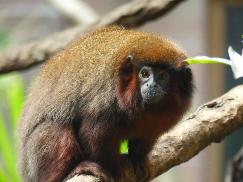 Image of <i>Callicebus cupreus</i>