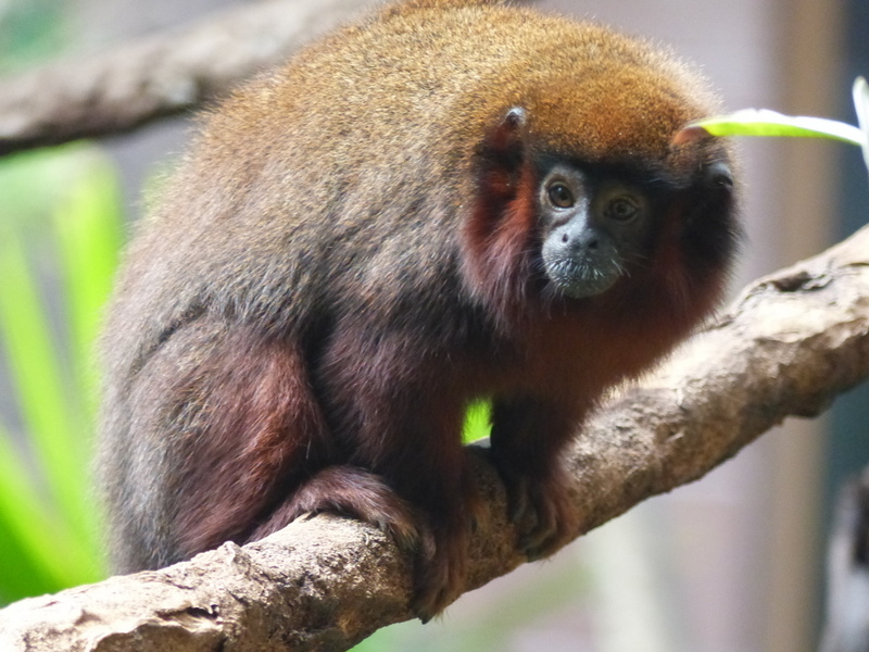 Image of <i>Callicebus cupreus</i>