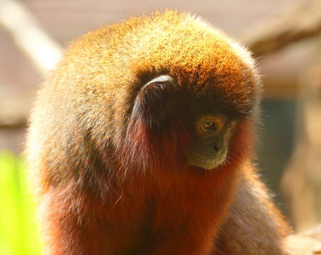 Image of <i>Callicebus cupreus</i>