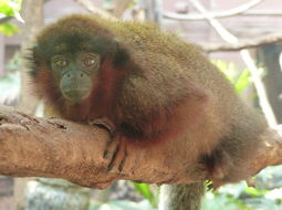 Image of <i>Callicebus cupreus</i>