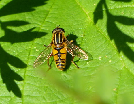 Image of Marsh Hoverfly