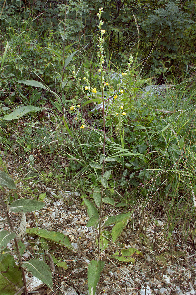 Image of nettle-leaf mullein