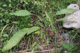 Image of nettle-leaf mullein