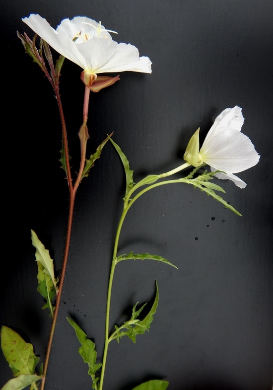 Imagem de Oenothera tetraptera Cav.