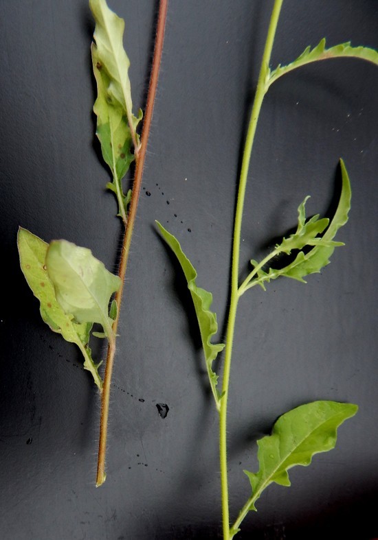 Imagem de Oenothera tetraptera Cav.