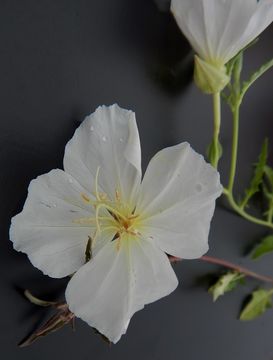 Imagem de Oenothera tetraptera Cav.