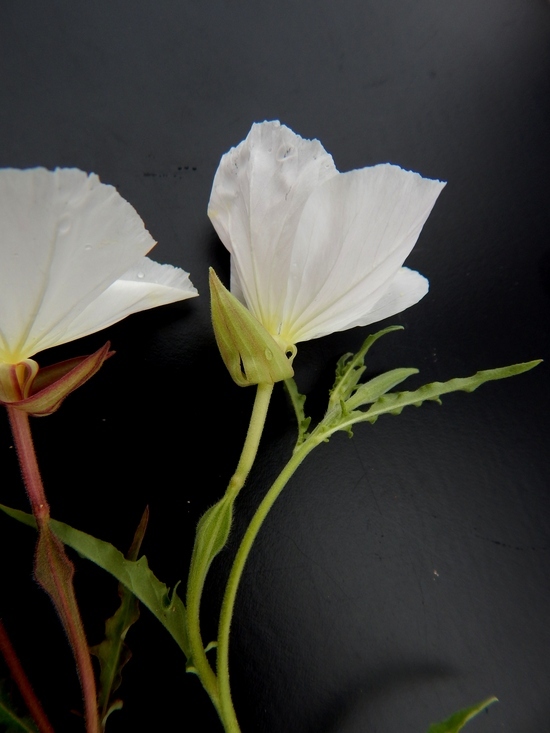 Imagem de Oenothera tetraptera Cav.