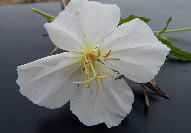 Imagem de Oenothera tetraptera Cav.