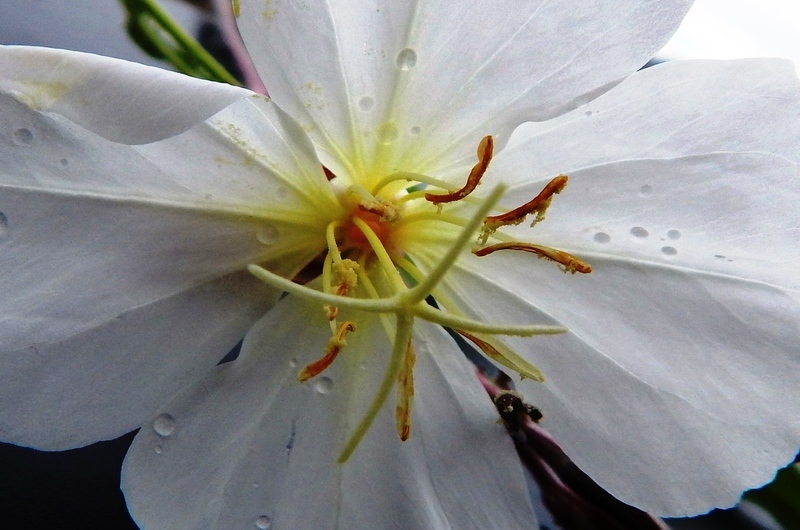 Imagem de Oenothera tetraptera Cav.