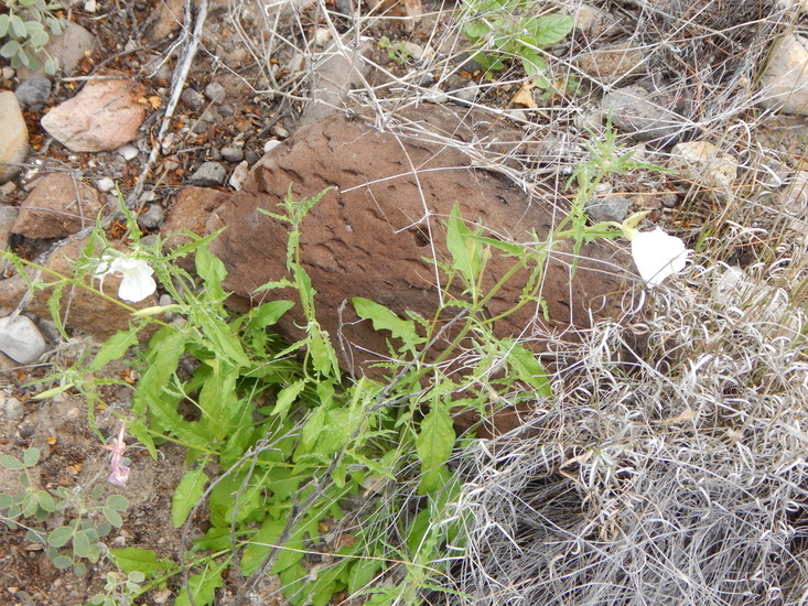 Imagem de Oenothera tetraptera Cav.