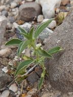 Image of California silverbush