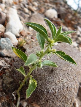 Image of California silverbush