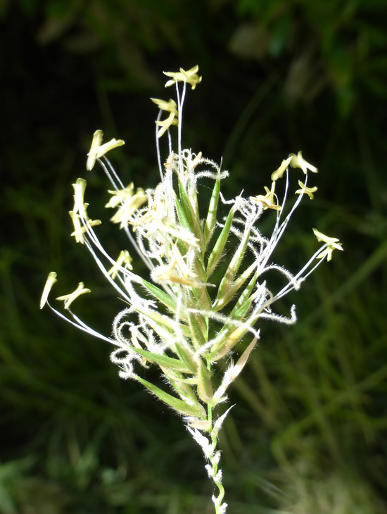 Image of Sweet vernal grass