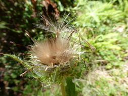 Image of clustered thistle
