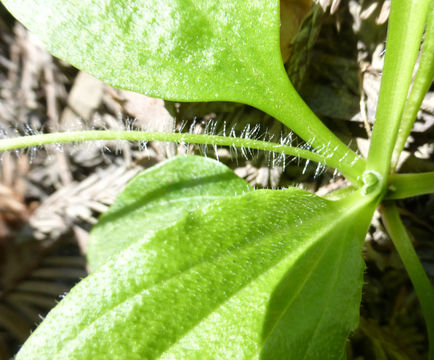 Plancia ëd Plantago maior