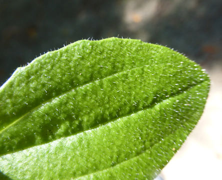 Plancia ëd Plantago maior