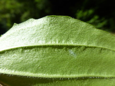 Plancia ëd Plantago maior