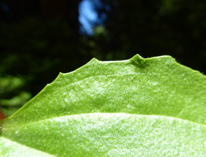 Image of Broadleaf Plantain