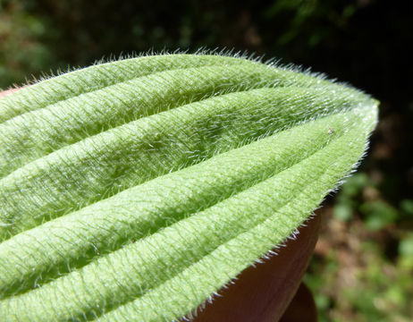 Image of tall coastal plantain