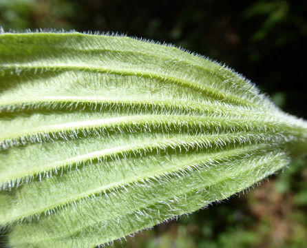 Image of tall coastal plantain