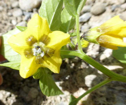 Physalis philadelphica Lam. resmi