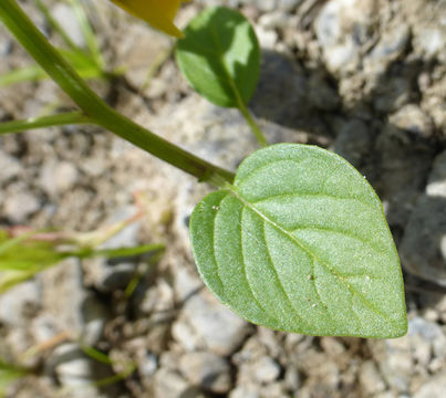 Image of Mexican groundcherry