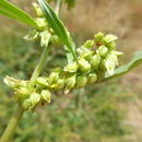 Image of Pacific Willow Dock