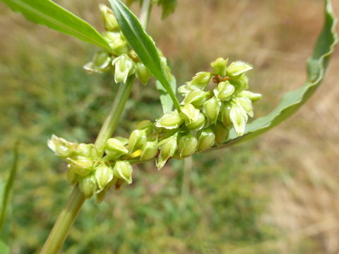 Rumex salicifolius var. transitorius (Rech. fil.) J. C. Hickman resmi