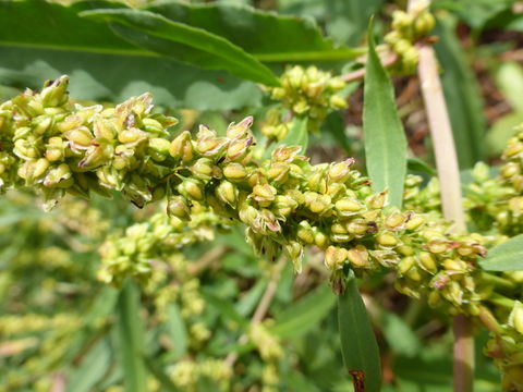 Image of Pacific Willow Dock