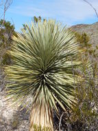 Image of Thompson's yucca