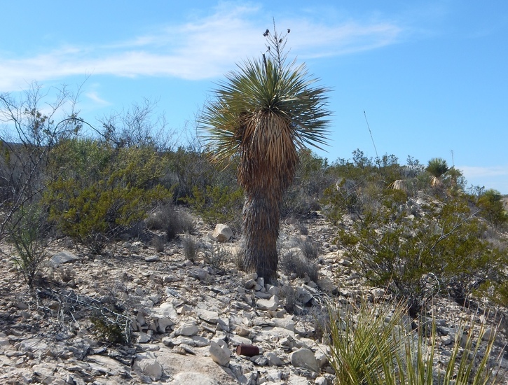 Image of Thompson's yucca