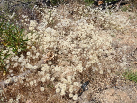 Hypochaeris glabra L. resmi