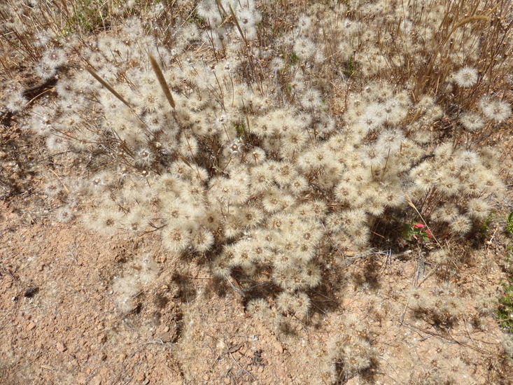 Hypochaeris glabra L. resmi