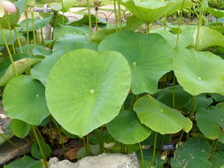 Image of sacred lotus