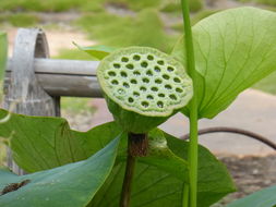 Image of sacred lotus