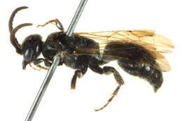 Image of Tiphiinae